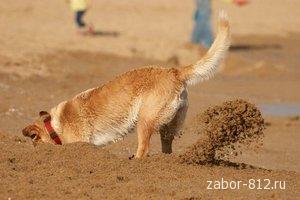 Fiare de încredere - un câine și un gard