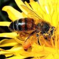 Insect () 5 litere - căutarea cuvintelor după mască și definiție, răspunsuri la scanwords