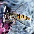 Insect () 5 litere - căutarea cuvintelor după mască și definiție, răspunsuri la scanwords