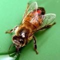 Insect () 5 litere - căutarea cuvintelor după mască și definiție, răspunsuri la scanwords