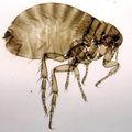 Insect () 5 litere - căutarea cuvintelor după mască și definiție, răspunsuri la scanwords