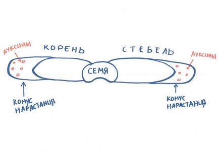 Недитячі відповіді чому рослини ростуть вгору, chronicle