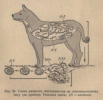 Neoascaridoza vițeilor - morfologia și biologia patogenului, patogeneza, diagnosticul, tratamentul și