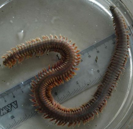 Нерєїс - морський черв'як використання в риболовлі