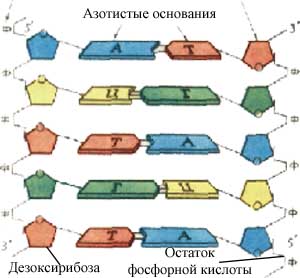 Acide nucleice