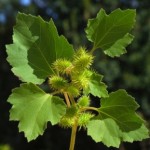 Ordinary cocklebur - proprietăți ale plantelor, fotografii