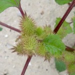 Ordinary cocklebur - proprietăți ale plantelor, fotografii