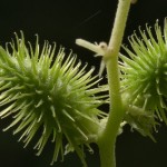 Ordinary cocklebur - proprietăți ale plantelor, fotografii