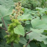 Ordinary cocklebur - proprietăți ale plantelor, fotografii