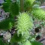 Ordinary cocklebur - proprietăți ale plantelor, fotografii