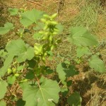 Ordinary cocklebur - proprietăți ale plantelor, fotografii