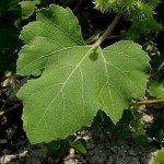 Ordinary cocklebur - proprietăți ale plantelor, fotografii