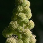 Ordinary cocklebur - proprietăți ale plantelor, fotografii