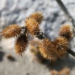 Ordinary cocklebur - proprietăți ale plantelor, fotografii