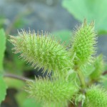 Ordinary cocklebur - proprietăți ale plantelor, fotografii