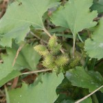 Ordinary cocklebur - proprietăți ale plantelor, fotografii