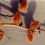 Звичайний лопух - властивості рослини, фотографії