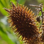 Ordinary cocklebur - proprietăți ale plantelor, fotografii