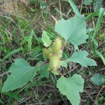 Ordinary cocklebur - proprietăți ale plantelor, fotografii