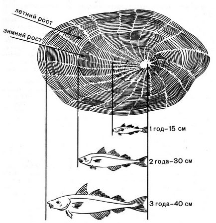 Locuitorii abisului (kromi u