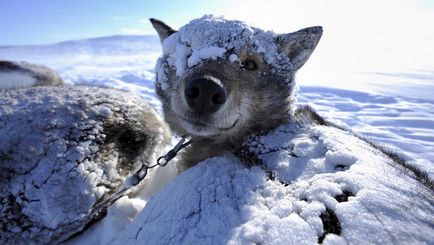 Înghețarea labei unui câine