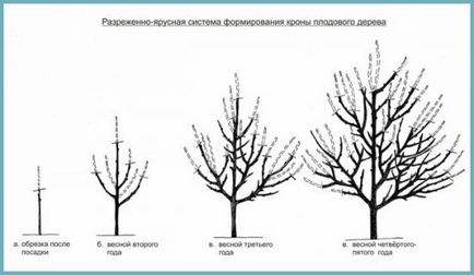 Обрізка сливи навесні для початківців