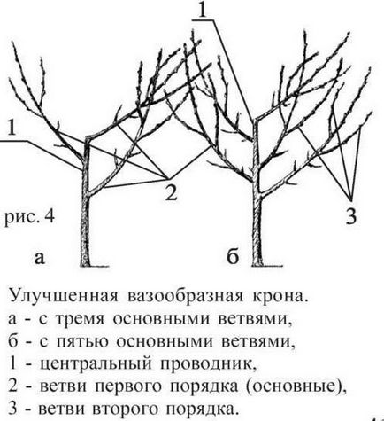 Pruning de prune în primăvară pentru începători