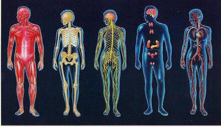 Prezentare generală a sistemului corpului, structurii și funcției organismului uman