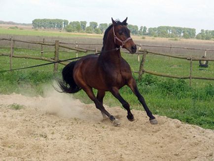 Навчання молодий коні звикання, мотивація, тренування і інструктор