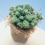 Sedum ültetés és gondozás, fotó (Sedum), a szaporodás, a transzplantáció