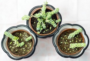 Sedum ültetés és gondozás, fotó (Sedum), reprodukálni, átruházni (kövirózsa) Sedum ültetés és gondozás, fotó (Sedum), a szaporodás, a transzplantáció