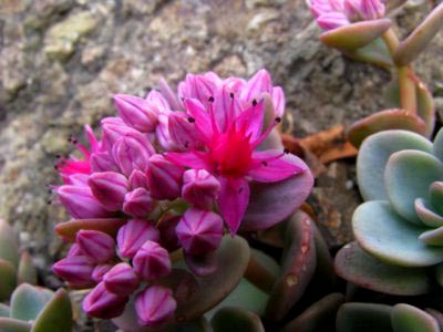 Sedum ültetés és gondozás nyílt földön transzplantáció reprodukció