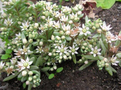 Sedum ültetés és gondozás nyílt földön transzplantáció reprodukció