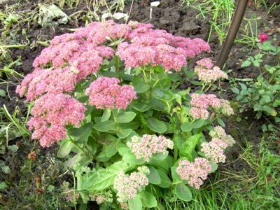 Sedum ültetés és gondozás nyílt földön transzplantáció reprodukció