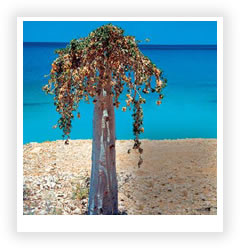 Огіркове дерево - averrhoa bilimbi, білімбі на ваш сад - квітковий портал ваш сад!