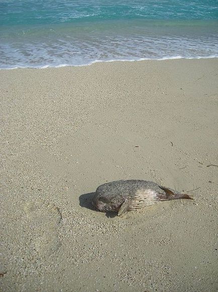 Oceanul sau de ce nu puteți înota cu steaguri roșii