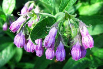 Comfrey gyógyászati tulajdonságokkal gyógyszer receptek kenőcsök és tinktúrák (tulajdonságok) Nadálytő gyógyító tulajdonságokkal gyógyszer receptek kenőcsök és tinktúrák