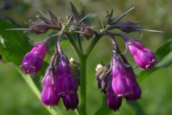 Comfrey gyógyászati tulajdonságokkal gyógyszer receptek kenőcsök és tinktúrák (comfrey használja előnyös tulajdonságait contra népi gyógyászatban gyógynövény) Nadálytő gyógyító tulajdonságokkal gyógyszer receptek kenőcsök és tinktúrák