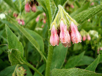 Comfrey gyógyászati tulajdonságokkal gyógyszer receptek kenőcsök és tinktúrák (gyógyszer) Nadálytő gyógyító tulajdonságokkal gyógyszer receptek kenőcsök és tinktúrák
