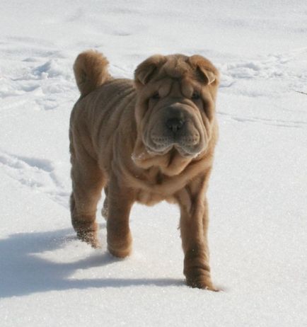 Culorile Sharpei