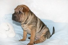 Culorile Sharpei