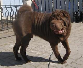 Culorile Sharpei