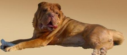 Culorile Sharpei