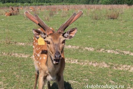 Deer farma, agățat, rulota