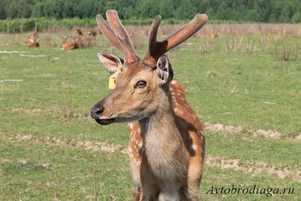 Deer farma, agățat, rulota