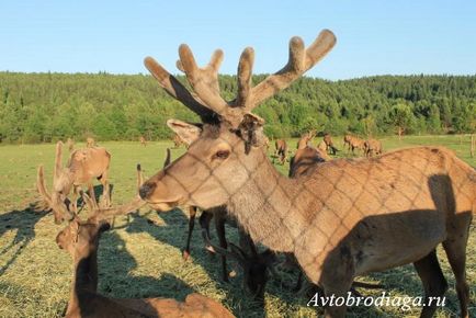 Deer farma, agățat, rulota