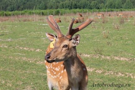 Deer farma, agățat, rulota