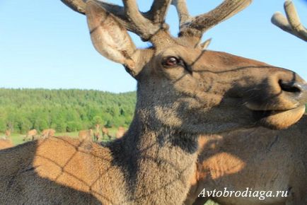 Deer farma, agățat, rulota