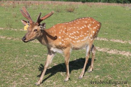 Deer farma, agățat, rulota