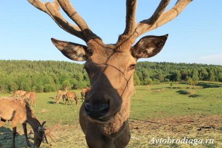 Deer farma, agățat, rulota